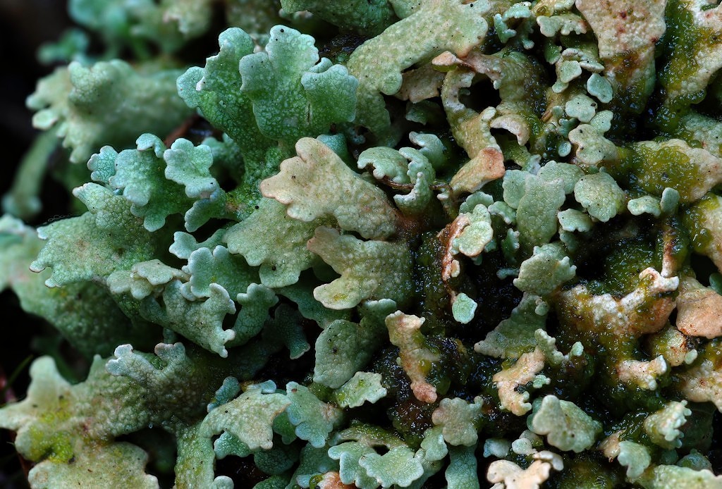 Cladonia strepsilis (door Arjan de Groot)