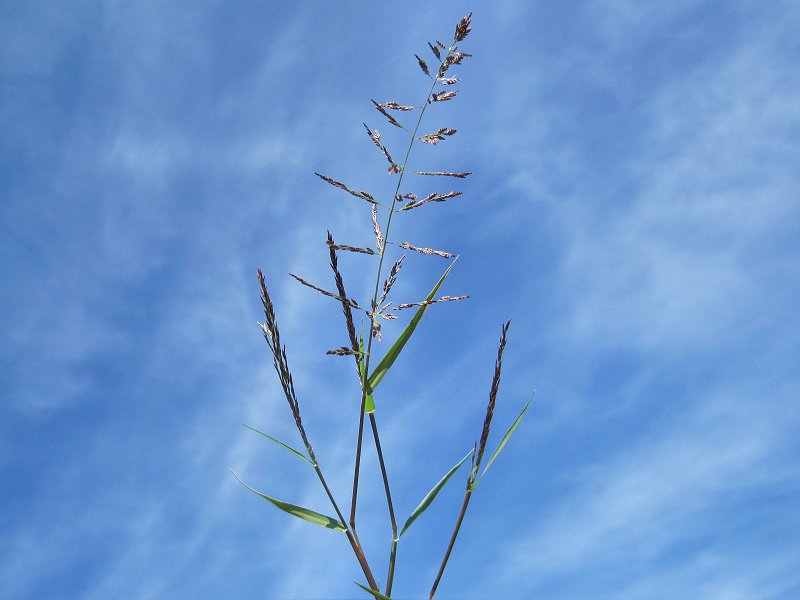 Eragrostis multicaulis (door Grada Menting)