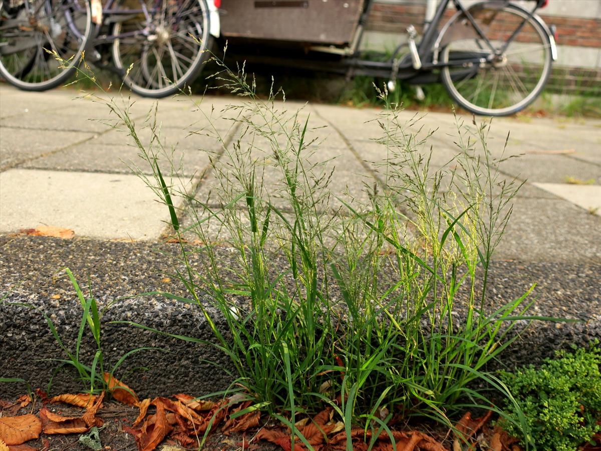 Eragrostis multicaulis (door Grada Menting)