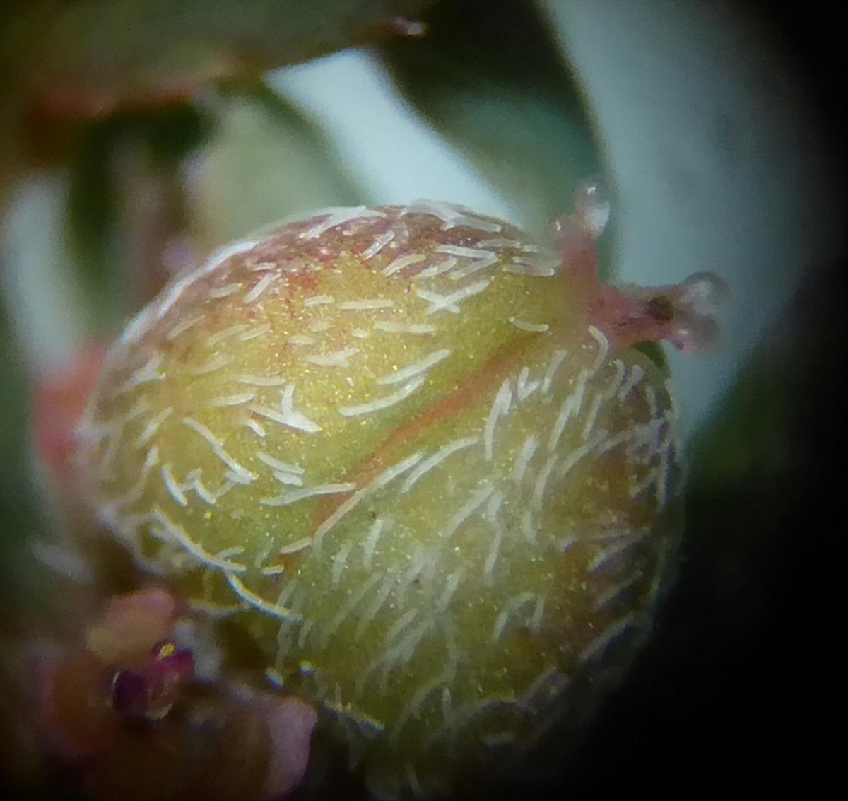 Euphorbia maculata (door Koen van Zoest)