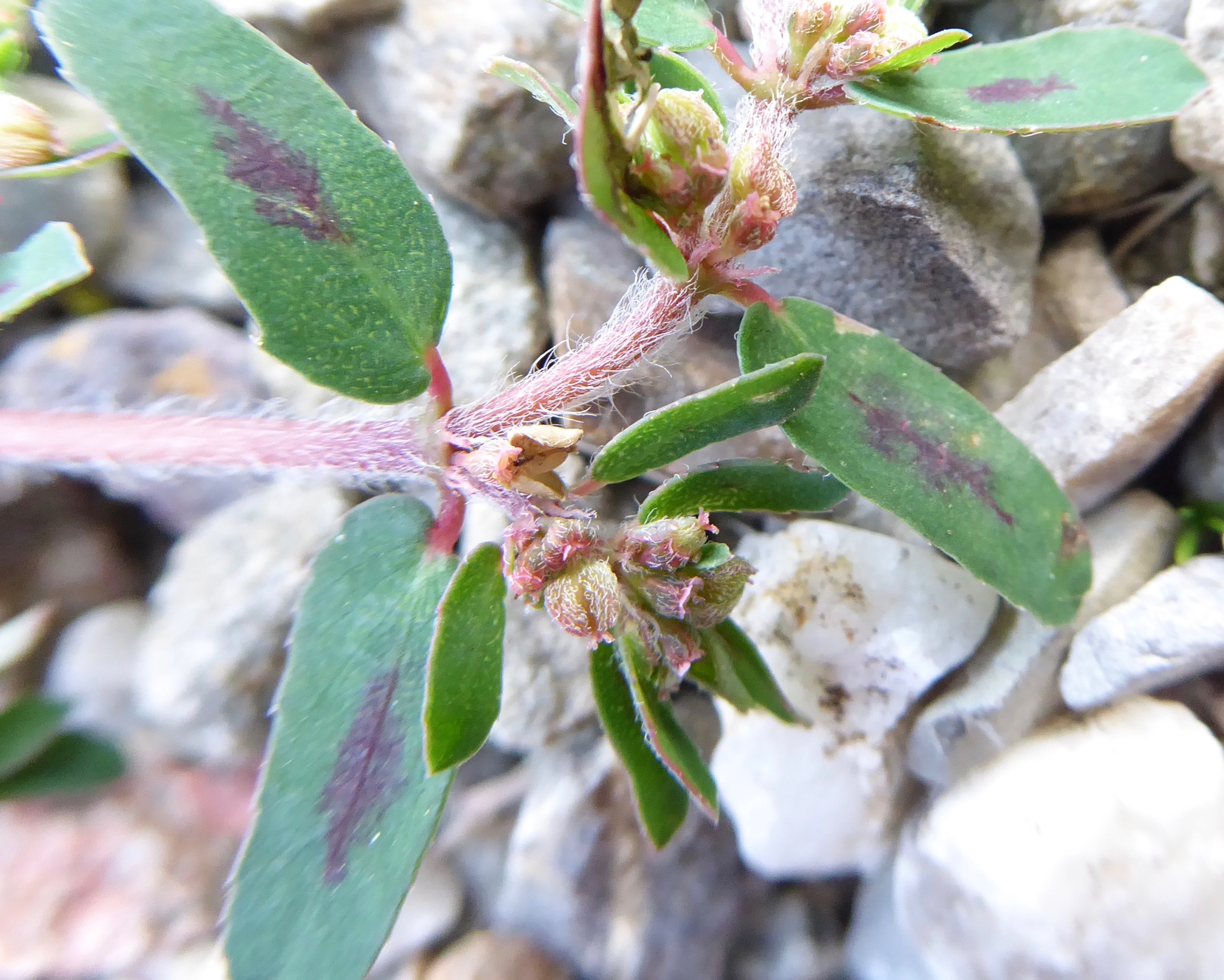 Euphorbia maculata (door Koen van Zoest)