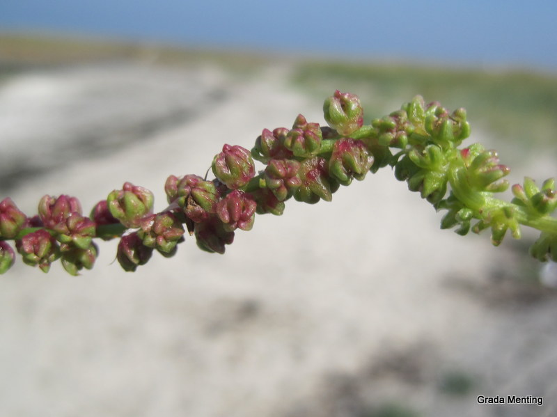 Beta vulgaris subsp. maritima (door Grada Menting)