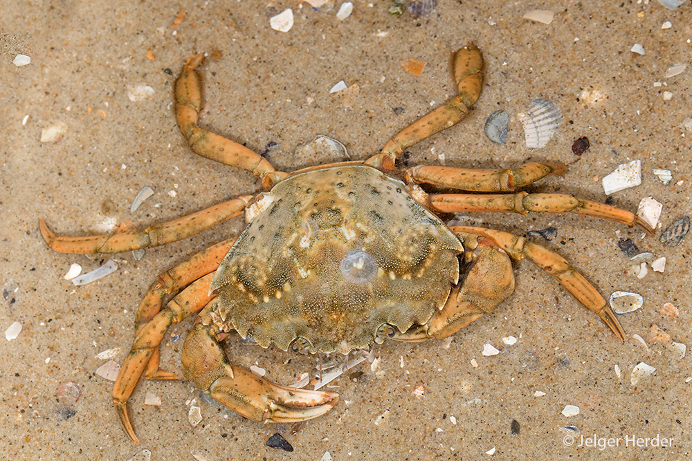 Carcinus maenas (door Jelger Herder)