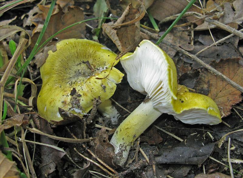 Tricholoma sejunctum (door Hannie Wijers)