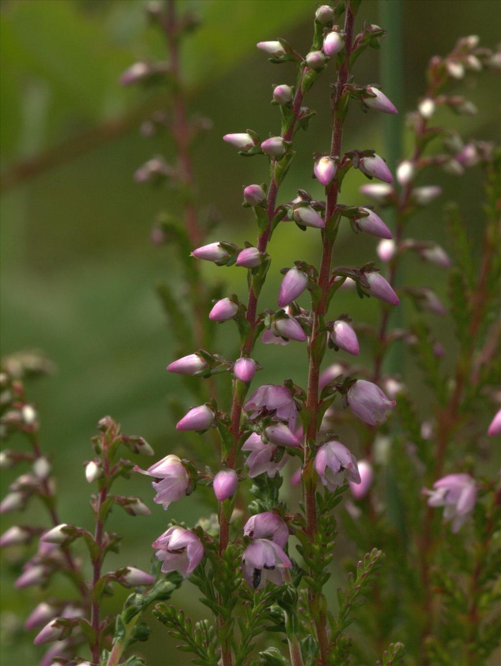 Calluna vulgaris (door Peter Hegi)