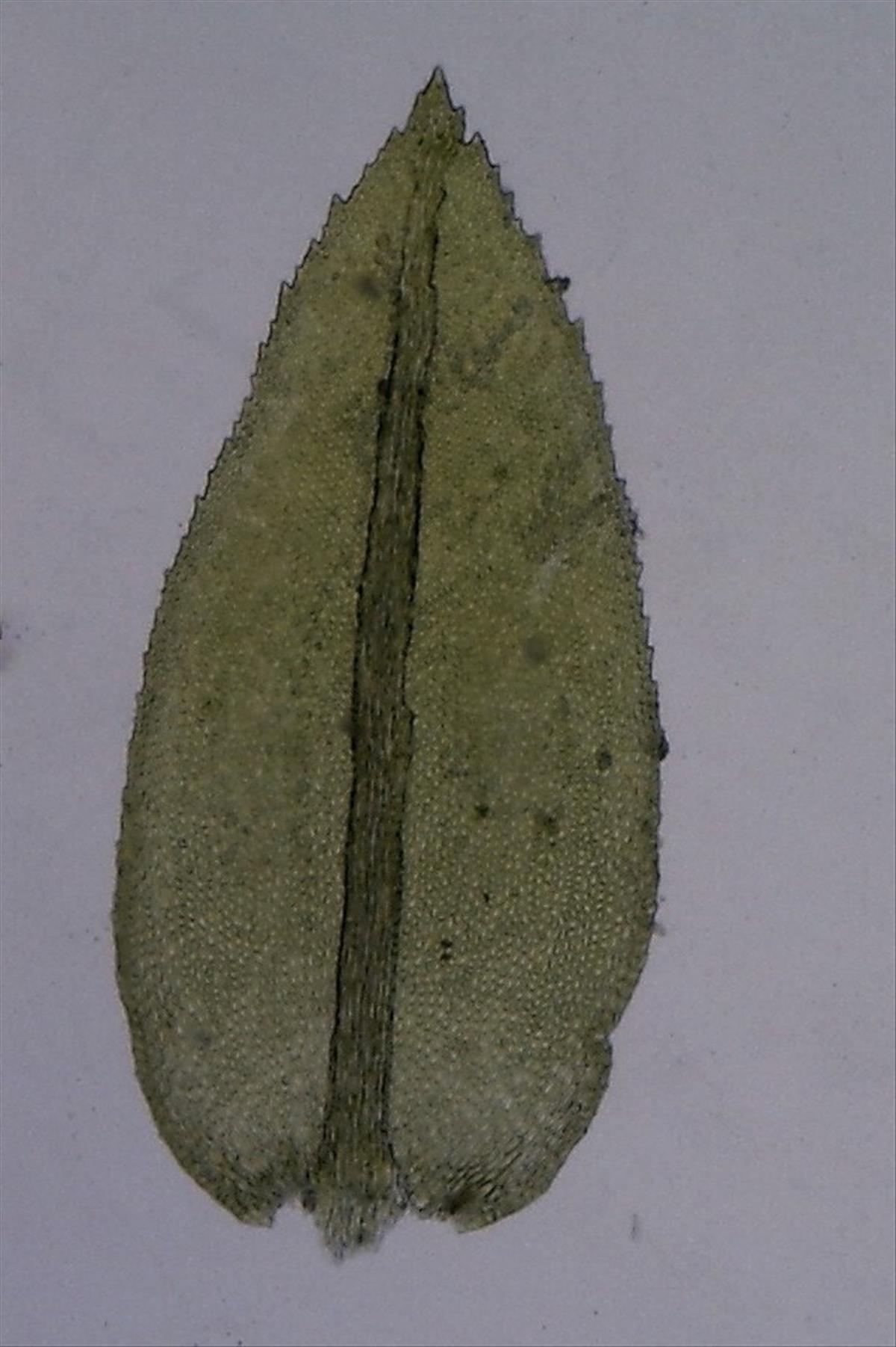 Thamnobryum alopecurum (door Herma Visscher)