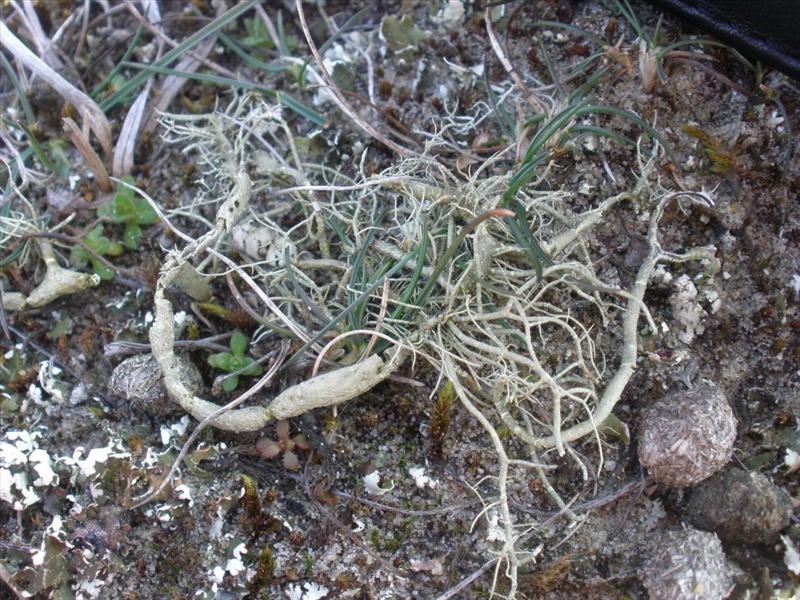 Usnea articulata (door Maarten Langbroek)