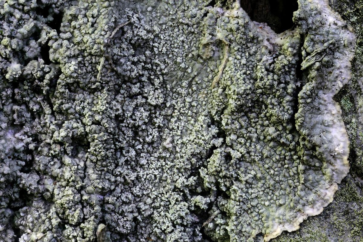 Pertusaria albescens (door Arjan de Groot)