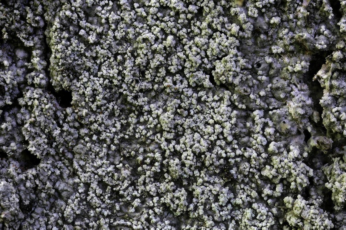 Pertusaria albescens (door Arjan de Groot)