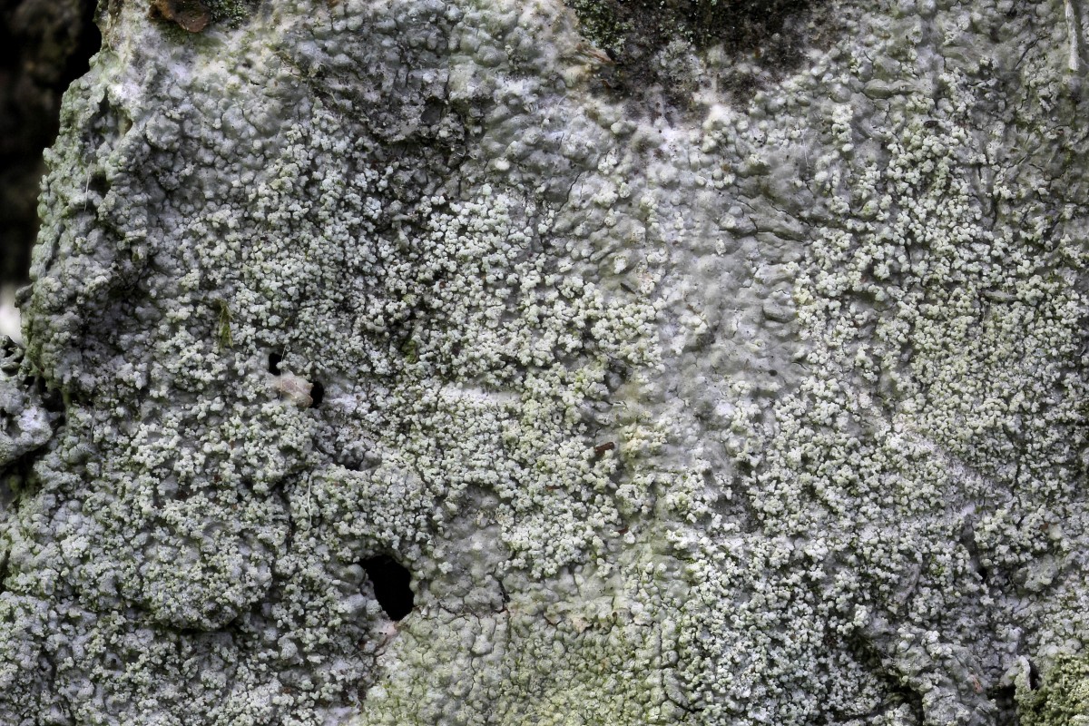 Pertusaria albescens (door Arjan de Groot)