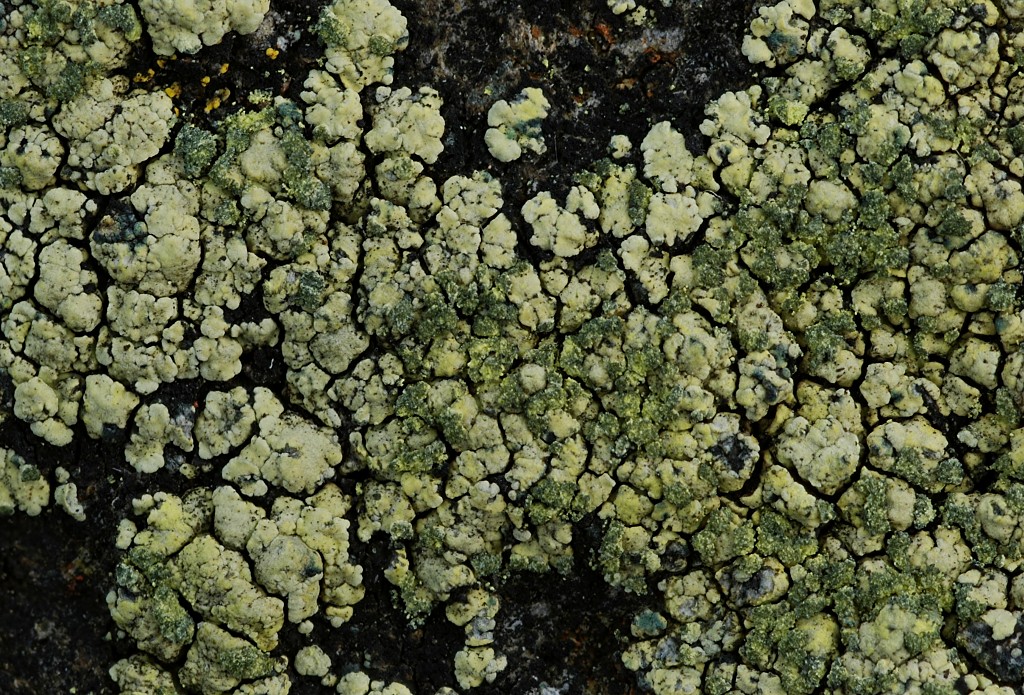 Lecanora subaurea (door Arjan de Groot)