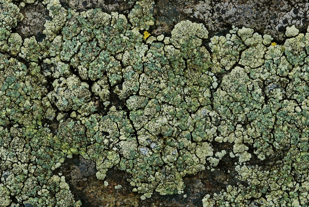 Lecanora subaurea (door Arjan de Groot)