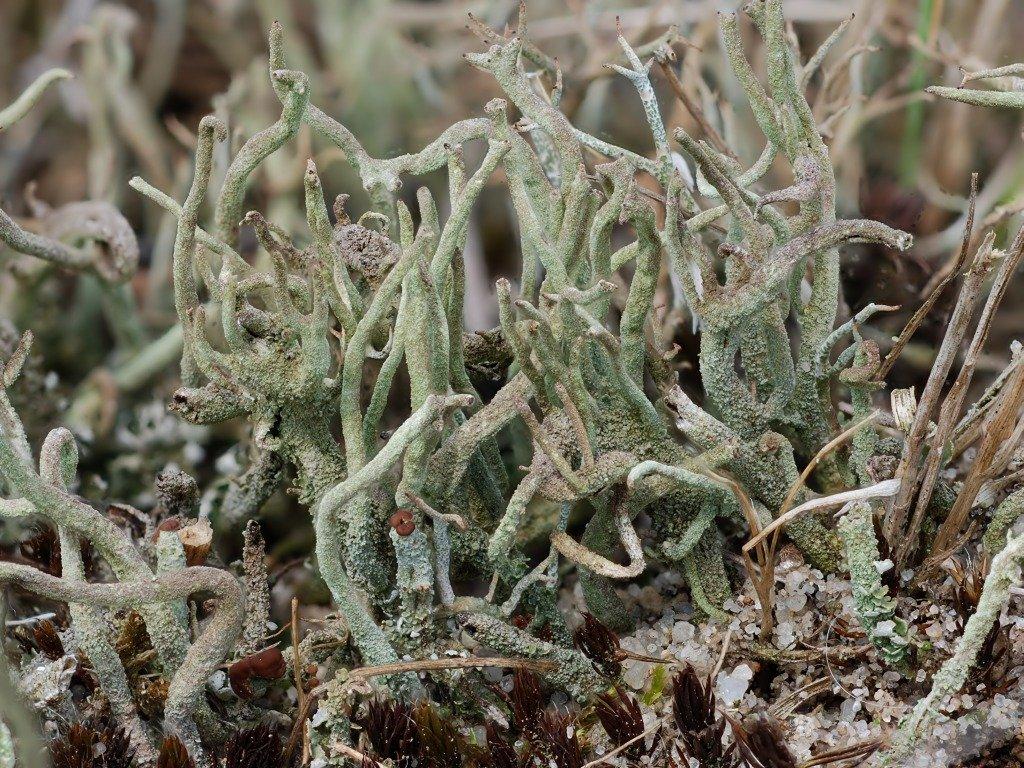 Cladonia rei (door Arjan de Groot)