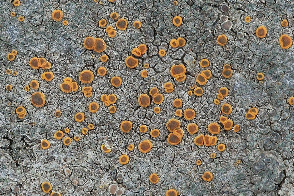 Pyrenodesmia atroflava (door Arjan de Groot)