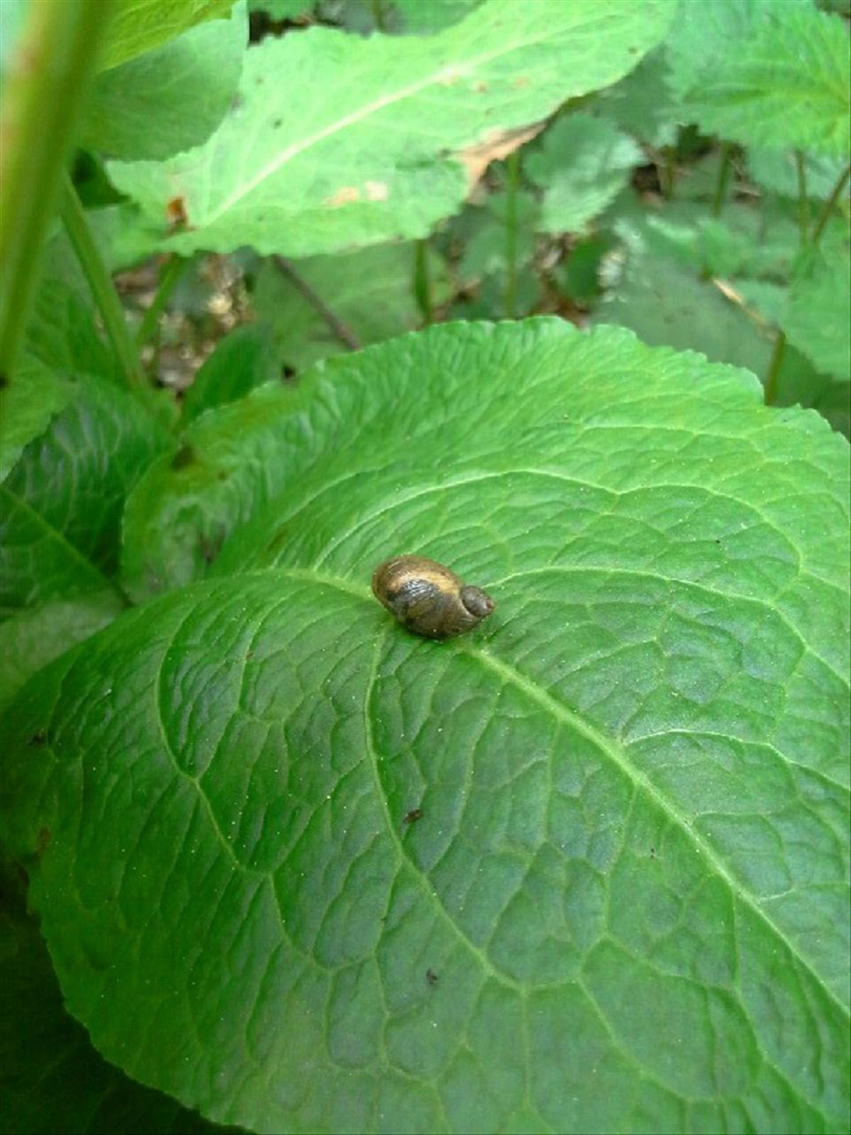 Succinea putris (door Karine Letourneur)