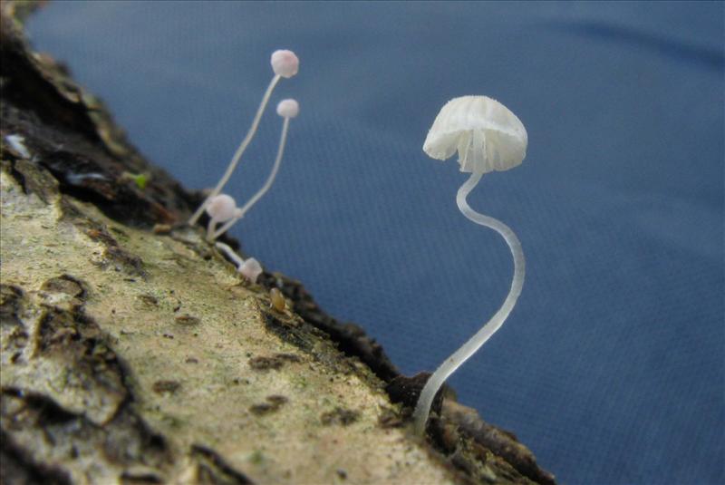 Mycena adscendens (door Hannie Wijers)