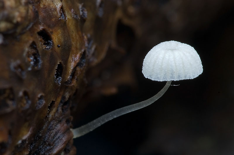 Mycena adscendens (door Kik van Boxtel)