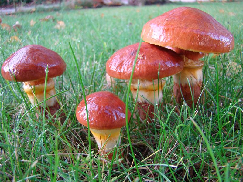 Suillus grevillei (door Frans Ozinga)