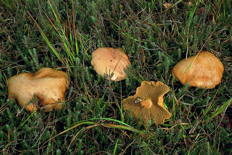 Suillus bovinus (door Eef Arnolds)