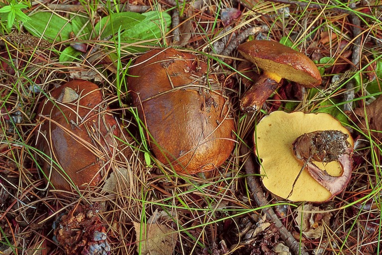 Suillus luteus (door Eef Arnolds)