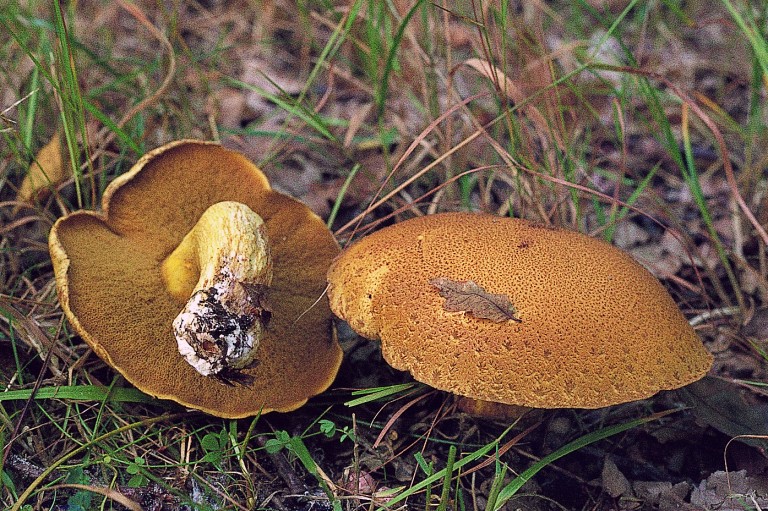 Suillus variegatus (door Mirjam Veerkamp)