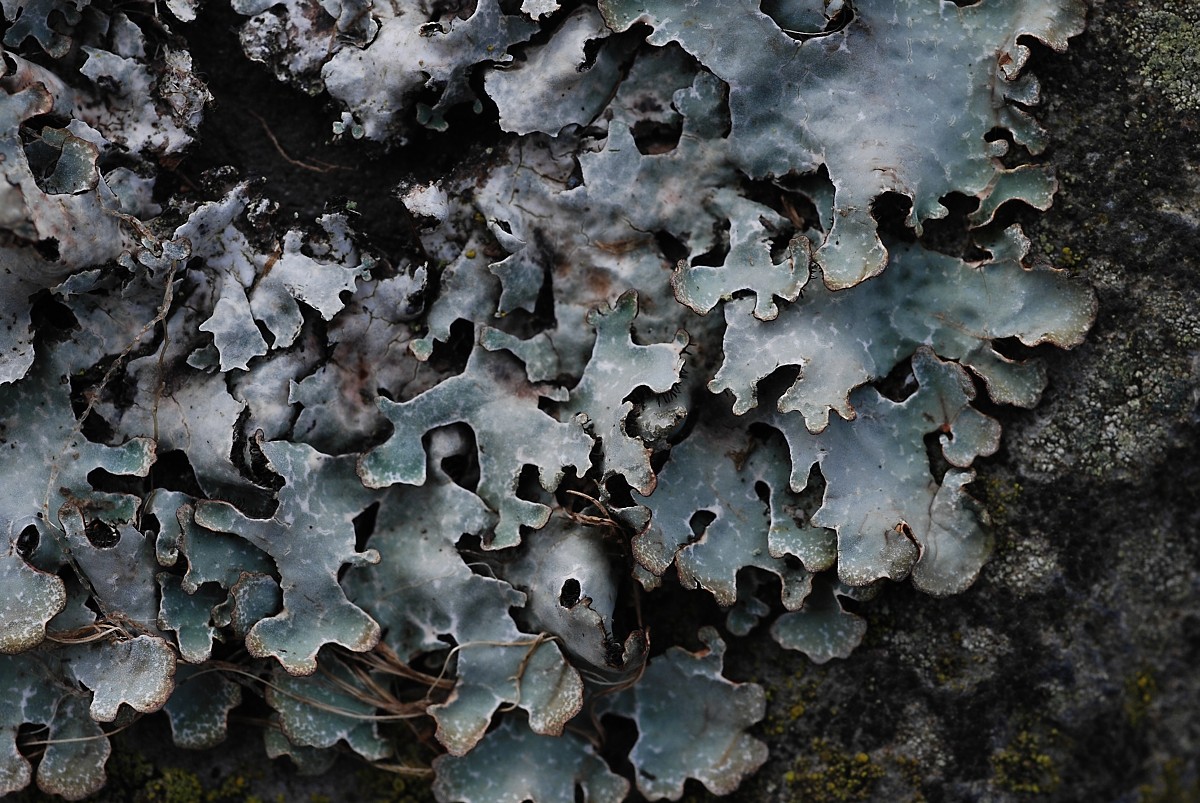 Parmelia sulcata (door Arjan de Groot)