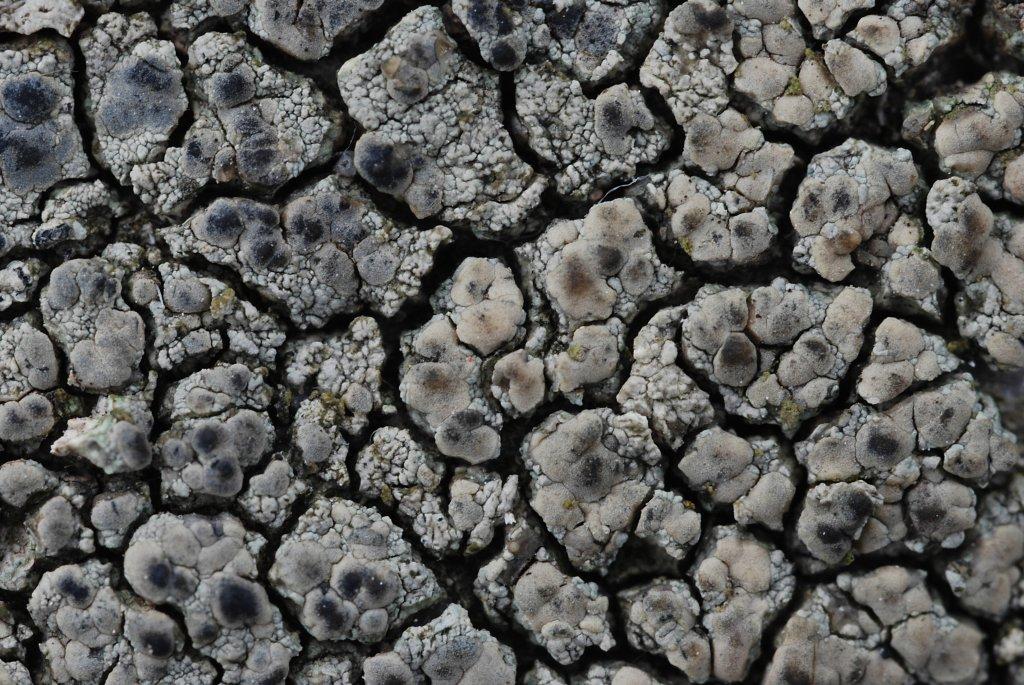 Lecanora sulphurea (door Arjan de Groot)