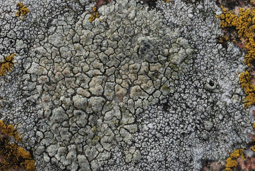 Lecanora sulphurea (door Arjan de Groot)