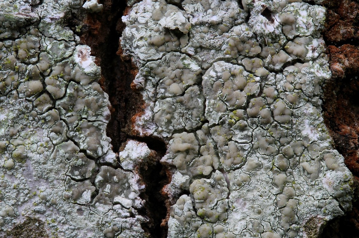 Lecanora symmicta (door Arjan de Groot)