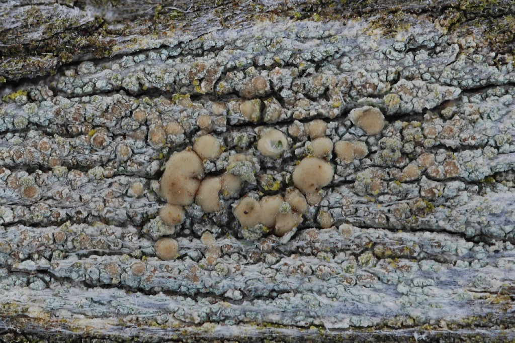 Lecanora symmicta (door Arjan de Groot)