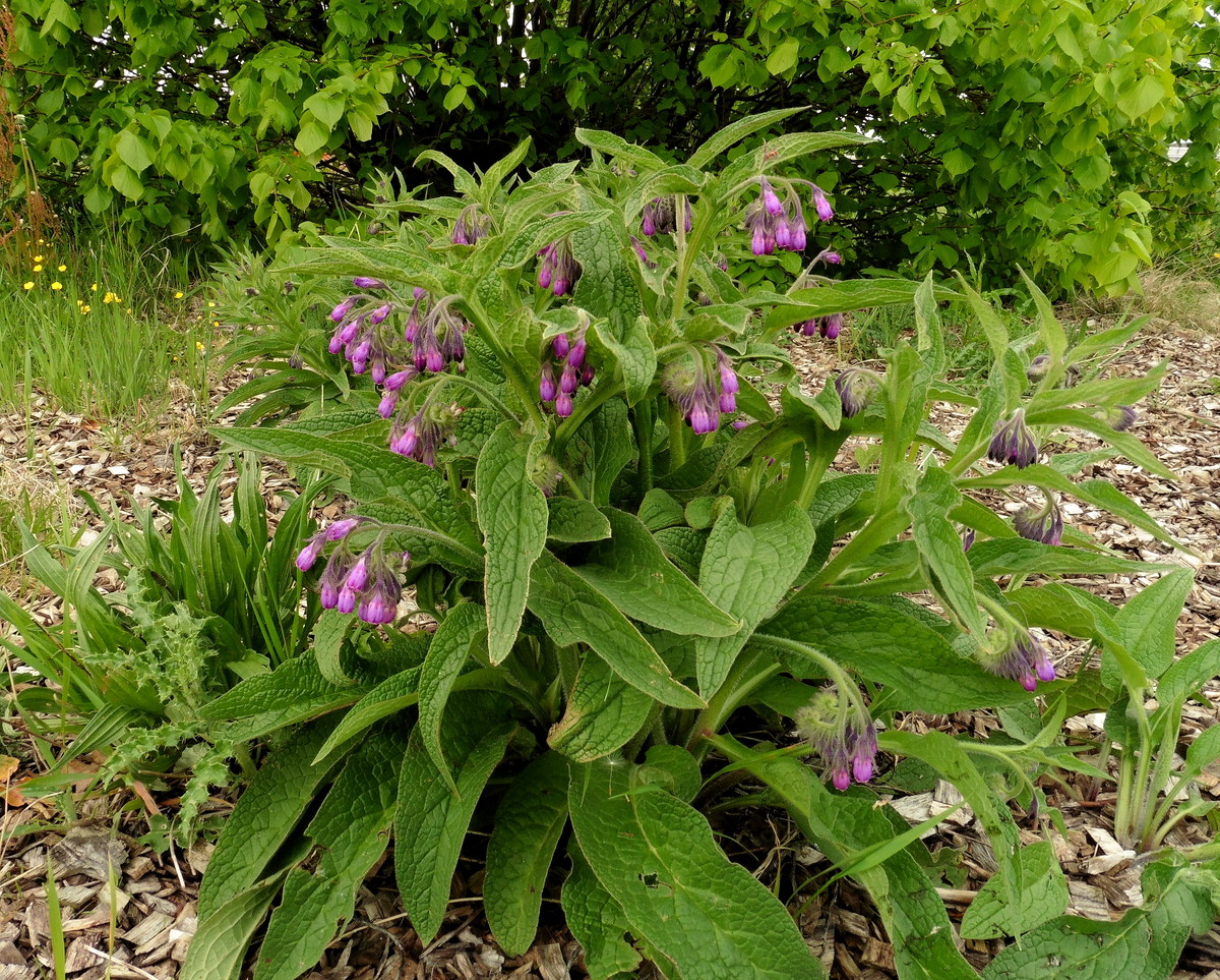 Symphytum officinale (door Willie Riemsma)