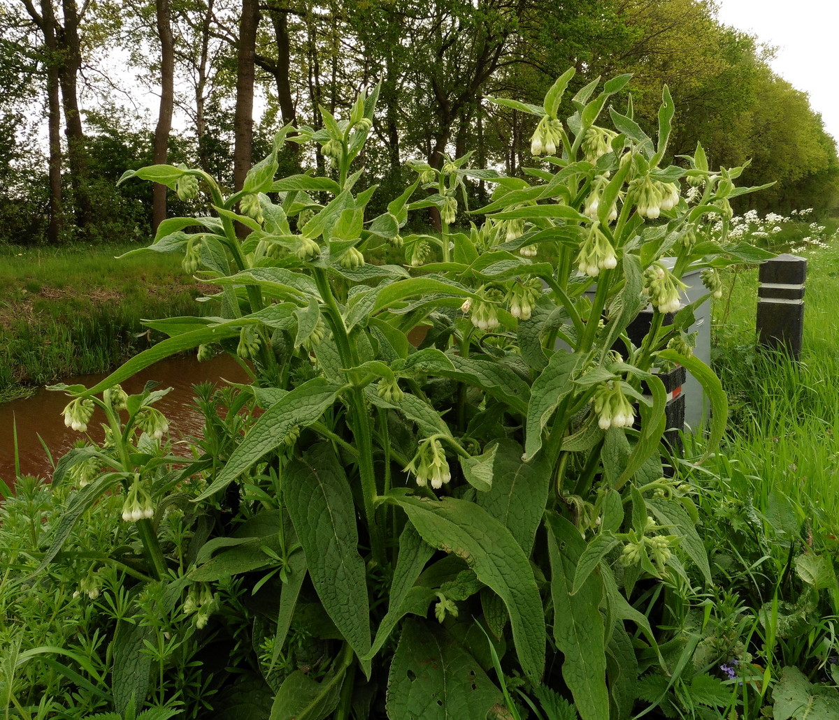 Symphytum officinale (door Willie Riemsma)