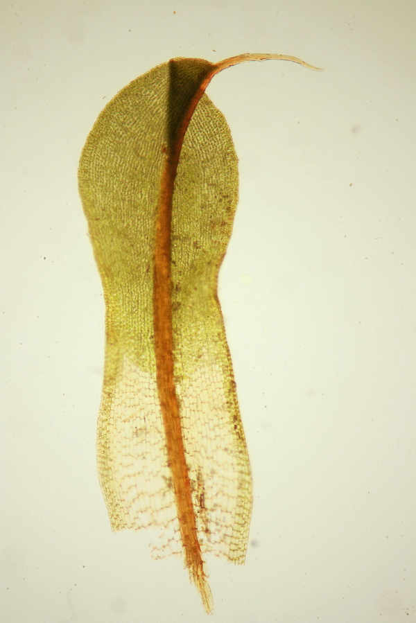 Syntrichia laevipila (door Jan Kersten)