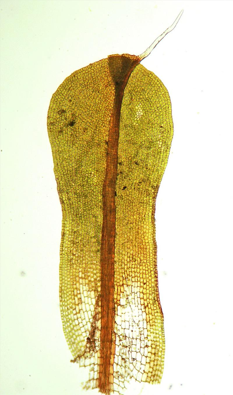 Syntrichia laevipila (door Jan Kersten)