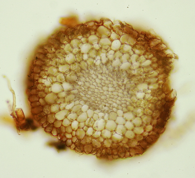 Syntrichia laevipila (door Jan Kersten)