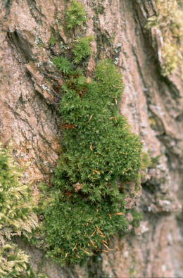 Syntrichia laevipila (door Klaas van der Veen)