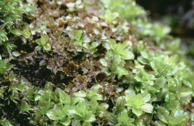 Syntrichia latifolia (door Klaas van der Veen)