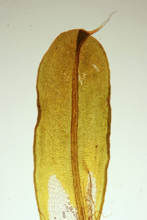 Syntrichia ruralis var. calcicola (door Jan Kersten)