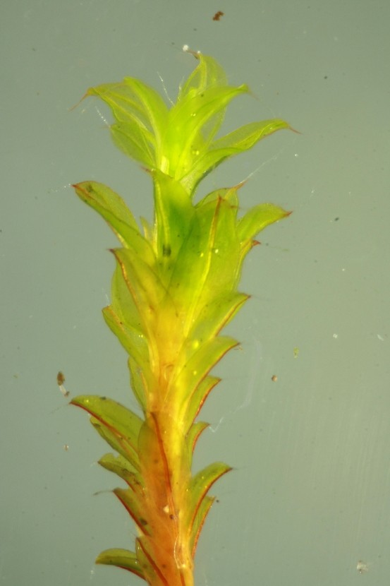 Syntrichia ruralis var. calcicola (door Jan Kersten)