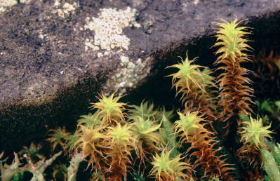 Syntrichia ruralis var. arenicola (door Klaas van der Veen)