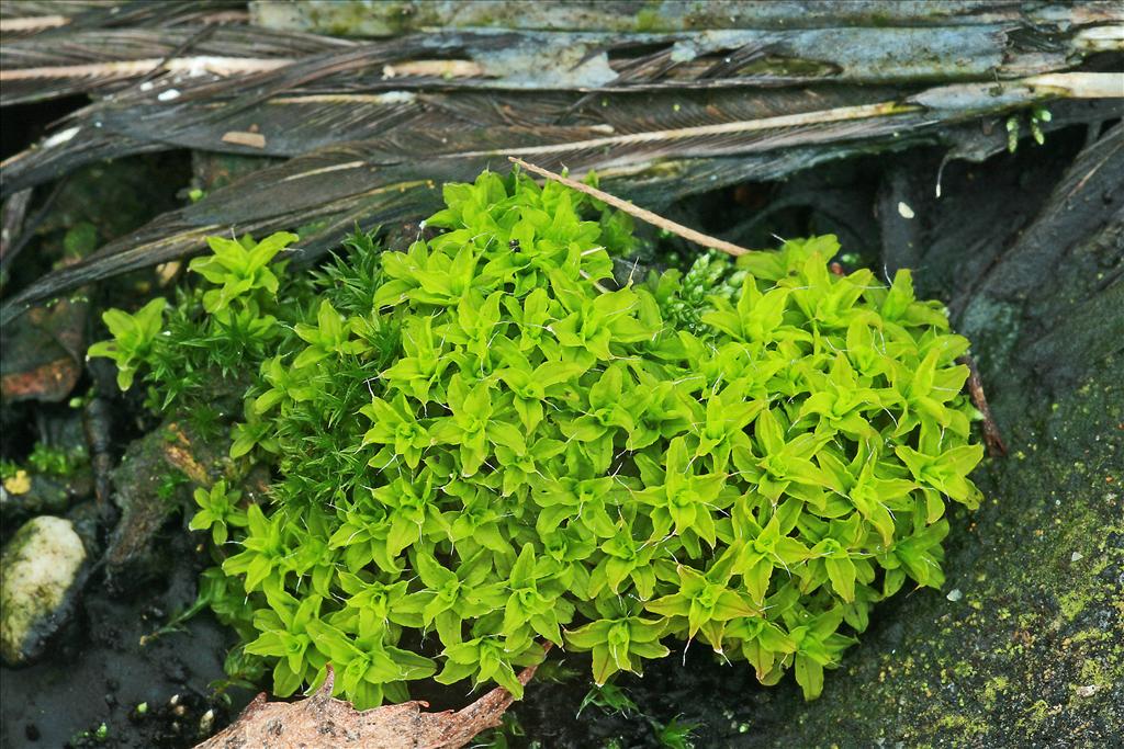 Syntrichia ruralis var. calcicola (door Jan Kersten)