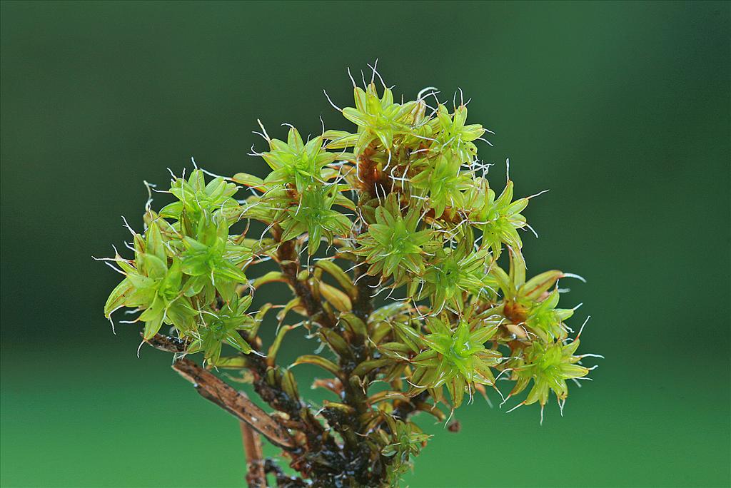 Syntrichia ruralis var. calcicola (door Jan Kersten)