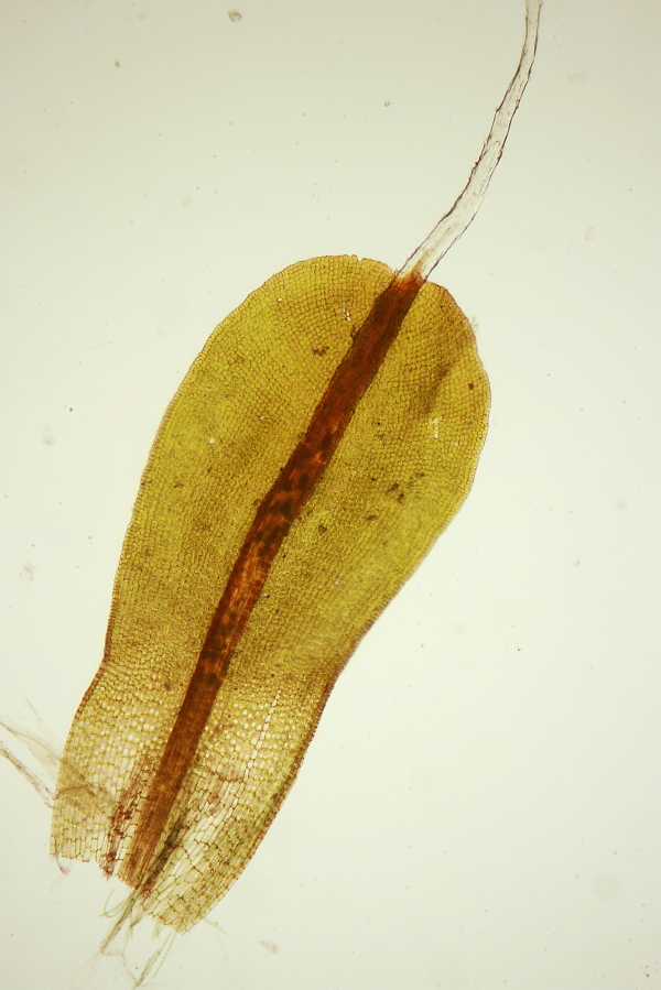 Syntrichia ruralis var. calcicola (door Jan Kersten)