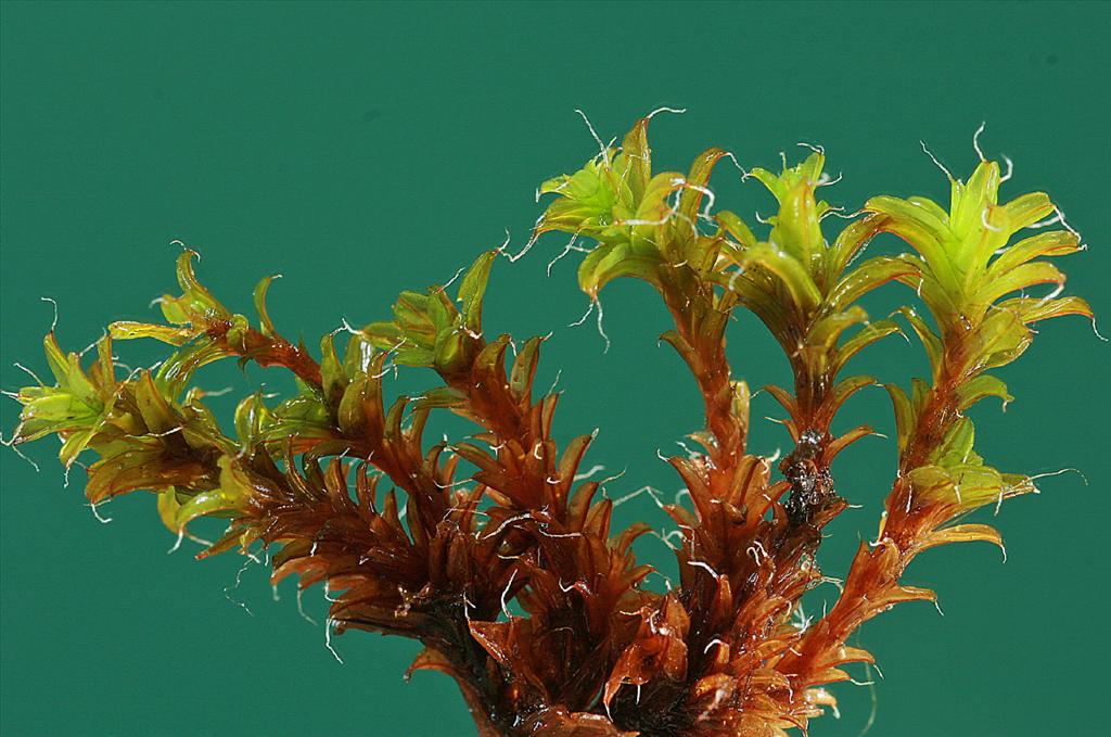 Syntrichia ruralis var. calcicola (door Jan Kersten)