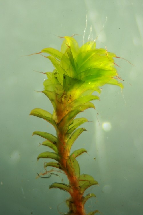 Syntrichia ruralis var. calcicola (door Jan Kersten)