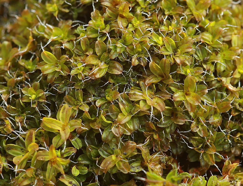 Syntrichia virescens (door Jan Kersten)