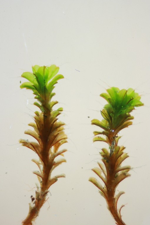 Syntrichia virescens (door Jan Kersten)