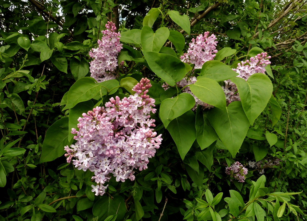 Syringa vulgaris (door Willie Riemsma)