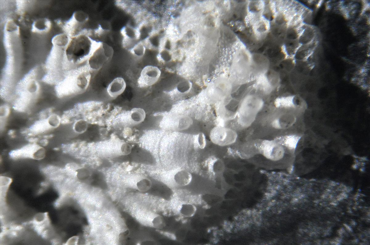 Tubulipora aperta (door Hans De Blauwe)