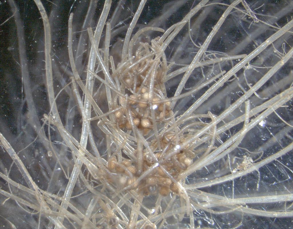 Tolypella glomerata (door Wetterskip Fryslân)